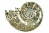 Polished, Sutured Ammonite (Argonauticeras) Fossil - Madagascar #287576-1